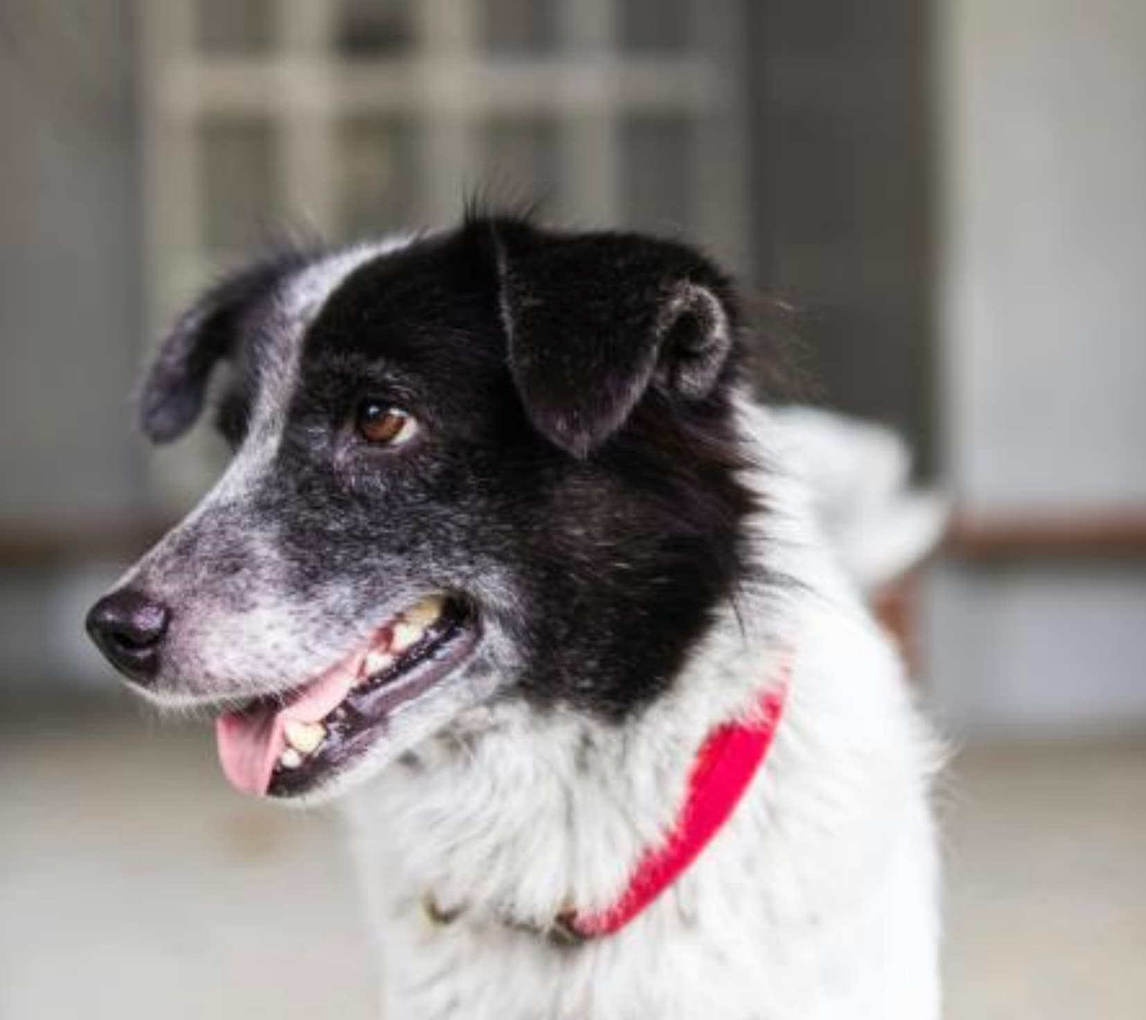 February Is Dog Training Education Month: Simple Tips to Build Better Behavior